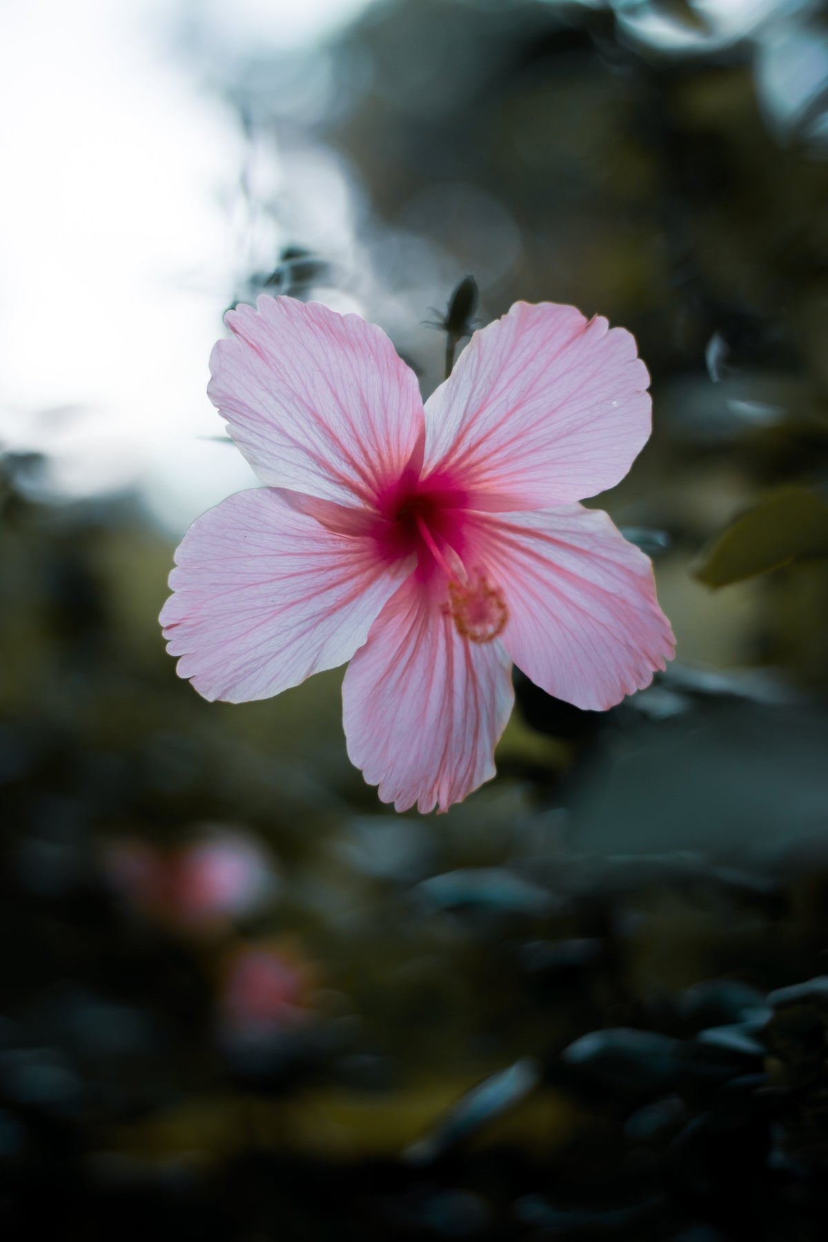 Berry Bliss | Kumbatia